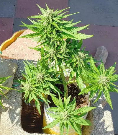 Kush Mass (Garden of Green)