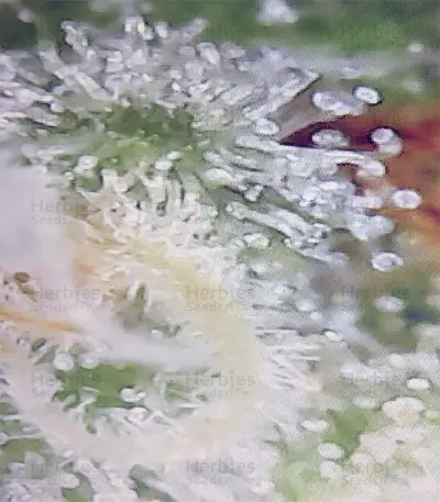 Kushberry feminized seeds