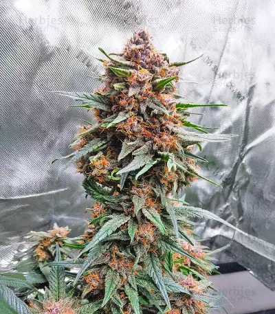 Lemon Cherry Cookies Auto เมล็ดพันธุ์สตรี (Fast Buds)
