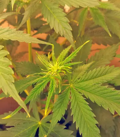 Northern Lights Auto feminized seeds (Green House Seeds)