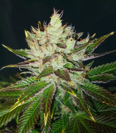 Northern Lights X Skunk #1 Seeds