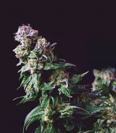 Purple Urkle Seeds