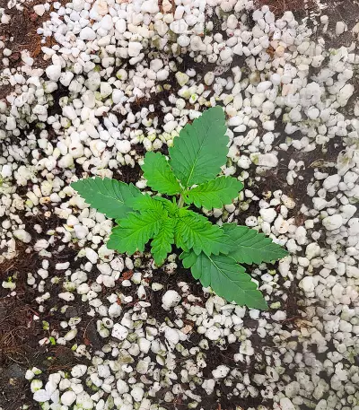 Sour MAC F1 Seeds (Seedkeepers)