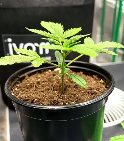 Apple & Bananask Seeds
