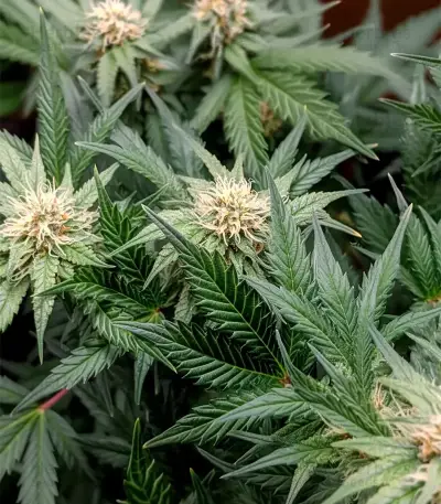 Auto Blackberry Moonrocks Seeds