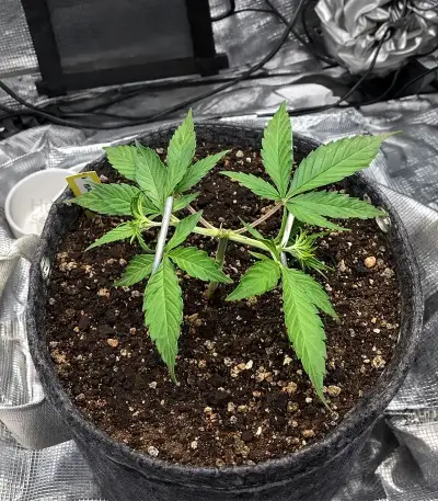 Auto Mimosa (00 Seeds) Cannabis-Samen