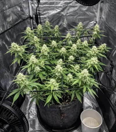 Auto Mimosa (00 Seeds) Cannabis-Samen