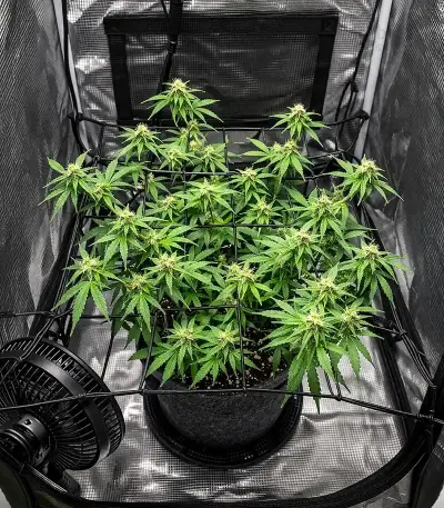 Auto Mimosa (00 Seeds) Cannabis-Samen
