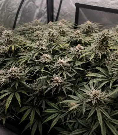 Biscotti Auto Seeds (Green House Seeds)