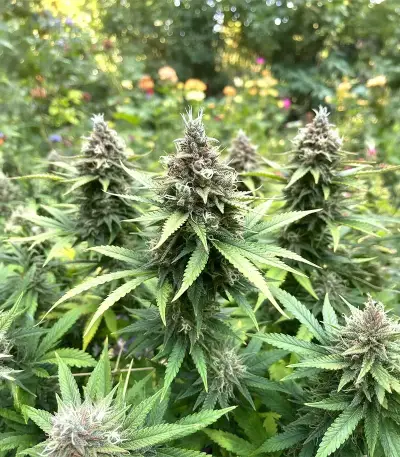 Graines de cannabis Black Berry OG (Emerald Triangle Seeds)