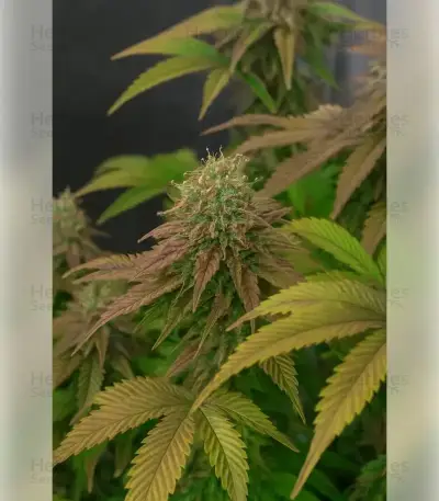Black Cherry Gushers Seeds
