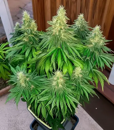 CBD Mazar Seeds