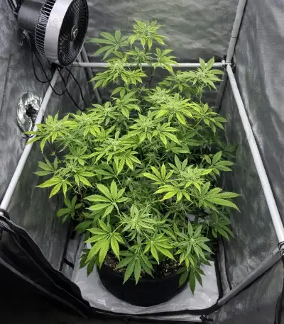 Cookie Casket Seeds