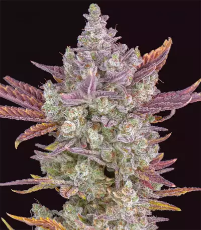 Gorilla Cookies Auto Seeds