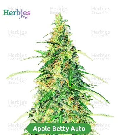 High-THC Bundle #1