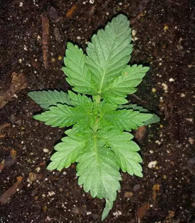 Humboldt Headband Autoflower Feminized Seeds (Humboldt Seed Company)