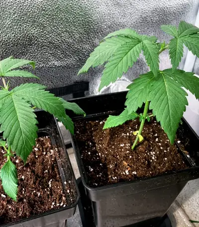 Kyle’s Sweet Island Seeds