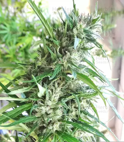 Malawi Seeds