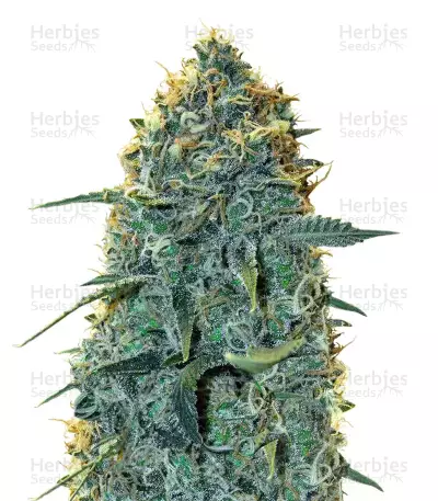 Mozzarella feminized seeds