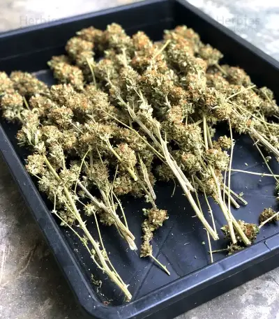 Rainbow Candy (Growers Choice)