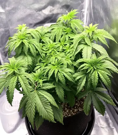 Semi femminizzati Royal Gorilla