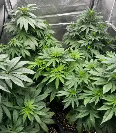 RS11 Seeds (Barney's Farm)