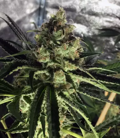 Shiskaberry Feminized Seeds (Barney’s Farm)
