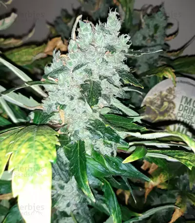 Shogun feminized seeds