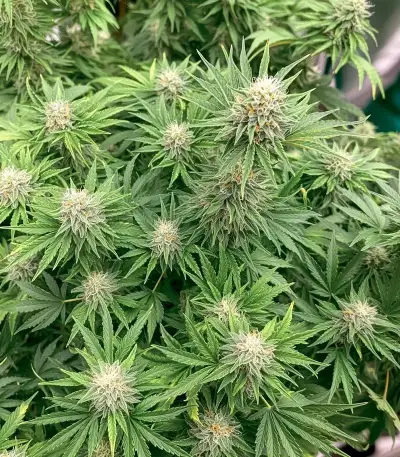 Semi femminizzati Skunky Monkey Auto
