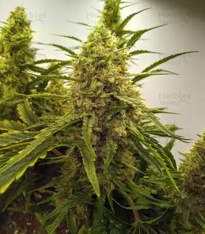 Skywalker Auto Seeds