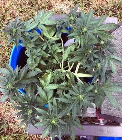 Smurfberry Auto feminized seeds