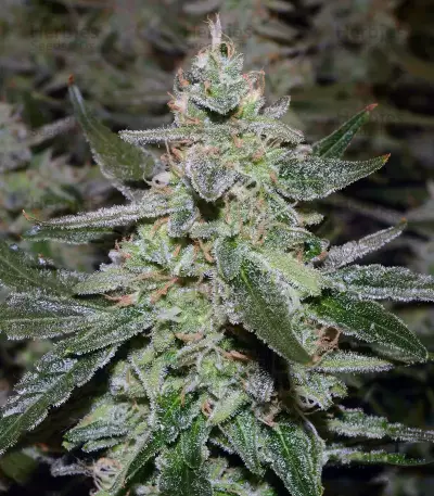 USA Auto Mix (Seedstockers)