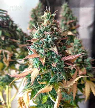 Amnesia Autoflower (Herbies Seeds)