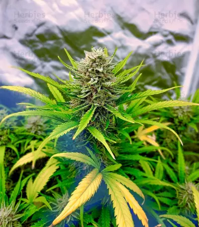 Bruce Banner Autoflower (Herbies Seeds)