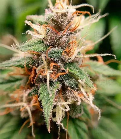 เมล็ด Sour Diesel (Herbies Seeds)