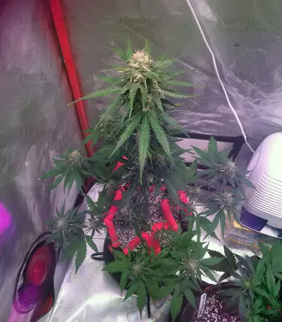 Auto Monster Mass Seeds