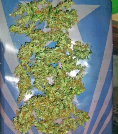Lemon Skunk (GHS)
