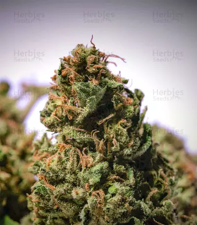 Franco's Lemon Cheese feminized seeds
