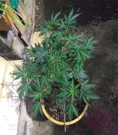 Graines féminisées d’Afghani #1 (Sensi Seeds)