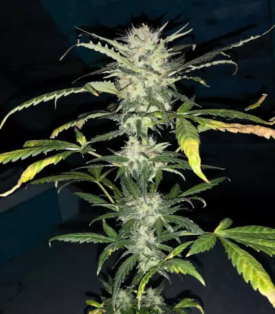 Auto Blueberry Ghost OG strain