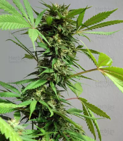 Auto New York City Diesel Seeds