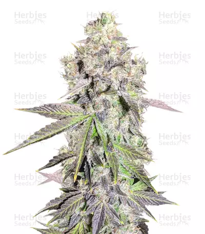 Auto Purple Gorilla (Short Stuff Seeds) Cannabis-Samen