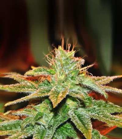 Bangi Haze (Ace Seeds)
