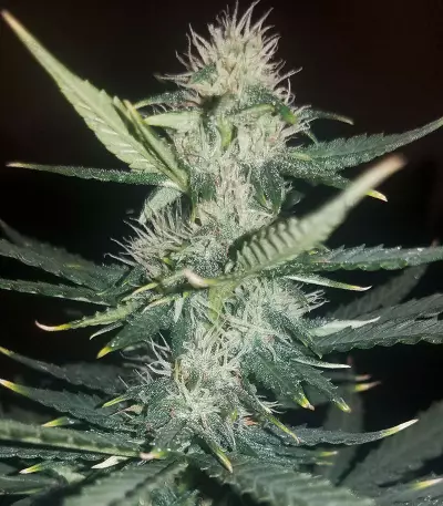 Big Bud Automatic Seeds