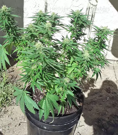 Graines de cannabis Big Freeze (Big Head Seeds)