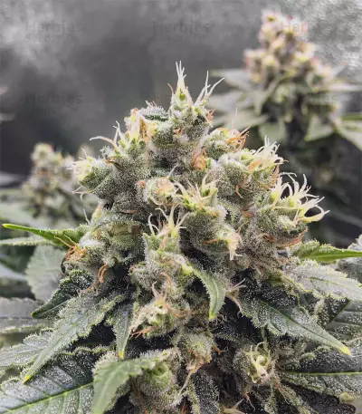 Black Jack Seeds