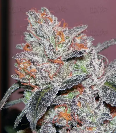 Brain Cake feminized seeds