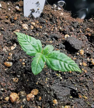 Bruce Banner #3 Fast strain