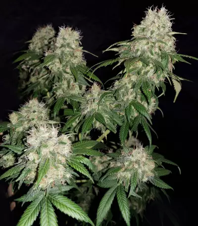 CBD 1:1 Silver Lime Haze Semi femminizzati autofiorenti