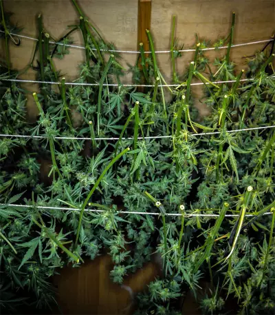Semi femminizzati Cherry Bomb Auto